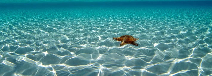 The Bluegrass & Blue Water Cruise Will Be Upon Us Soon! Are You Ready?